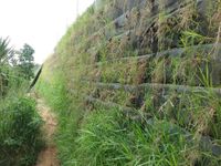 Dise&ntilde;o de Muros Verdes